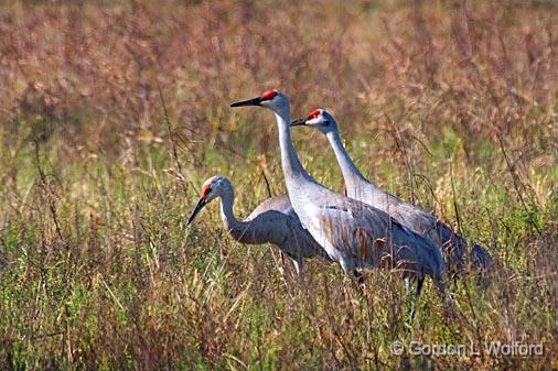 Sandhill Cranes_36260.jpg - Sandhill Cranes (Grus canadensis)Photographed along the Gulf coast near Port Lavaca, Texas, USA.